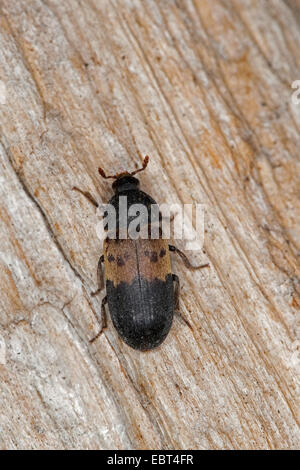 larder beetle, common larder beetle, bacon beetle (Dermestes lardarius), sitting on wood, Germany Stock Photo