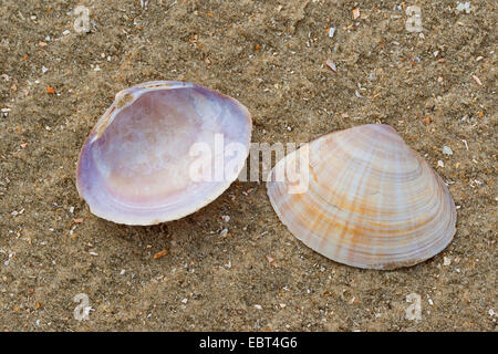 White trough clam, Rayed trough shell, Rayed trough-shell (Mactra corallina, Mactra stultorum, Mactra cinerea), shell on the beach, Germany