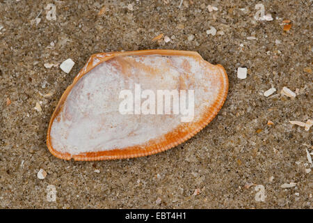 banded wedge clam, Banded Donax, banded wedge-shell (Donax vittatus, Cuneus vittatus), shell on the beach, Germany Stock Photo