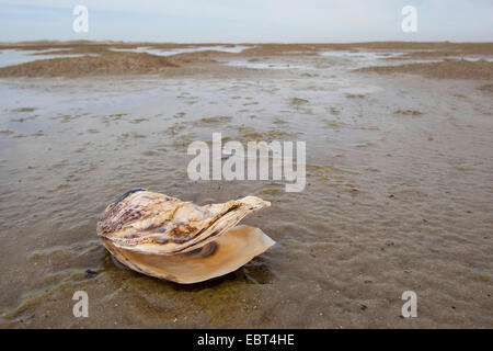 Pacific oyster, giant Pacific oyster, Japanese oyster (Crassostrea gigas), shell on the beach, Germany Stock Photo