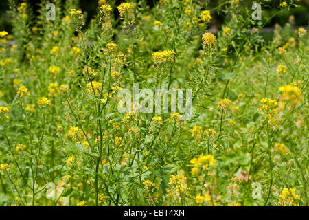 white mustard (Sinapis alba, Brassica alba), blooming Stock Photo