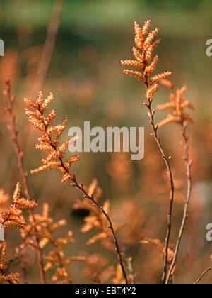 bog myrtle, sweet gale, sweet bayberry (Myrica gale), blooming branches, male catkins, Germany Stock Photo