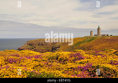 Western Gorse, Dwarf Furze (Ulex gallii), blooming gorse and light houses of Cap Frehel, France, Brittany Stock Photo