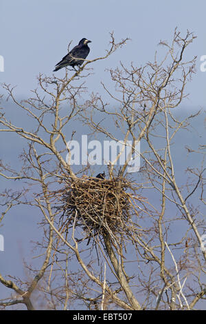 rook (Corvus frugilegus), on a tree with its nest, Germany, Rhineland-Palatinate Stock Photo