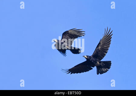 rook (Corvus frugilegus), two individuals flying , Germany, Rhineland-Palatinate Stock Photo