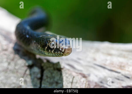 Green Whip Snake, Western Whip Snake (Hierophis viridiflavus, Coluber viridiflavus, Hierophis viridiflavus carbonarius, Coluber viridiflavus carbonarius), black individual, Italy, Sicilia Stock Photo