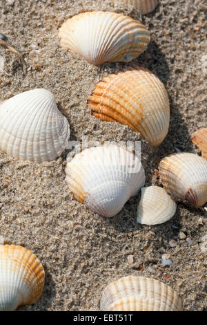 common cockle, common European cockle, edible cockle (Cerastoderma edule, Cardium edule), shells on the beach, Germany Stock Photo