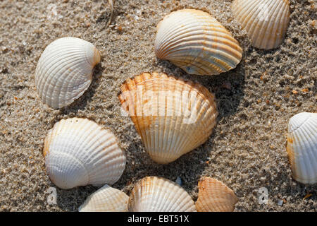 common cockle, common European cockle, edible cockle (Cerastoderma edule, Cardium edule), shells on the beach, Germany Stock Photo