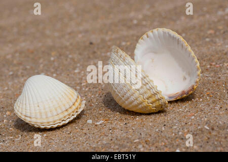 common cockle, common European cockle, edible cockle (Cerastoderma edule, Cardium edule), shells on the beach, Germany Stock Photo