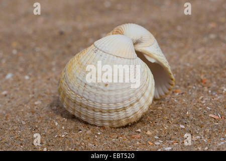 common cockle, common European cockle, edible cockle (Cerastoderma edule, Cardium edule), shell on the beach, Germany Stock Photo