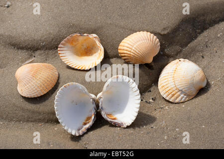 common cockle, common European cockle, edible cockle (Cerastoderma edule, Cardium edule), shells on the beach, Germany Stock Photo