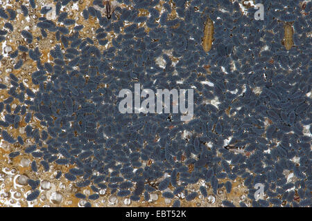 seashore springtail, marine springtail (Anurida maritima), on water ...