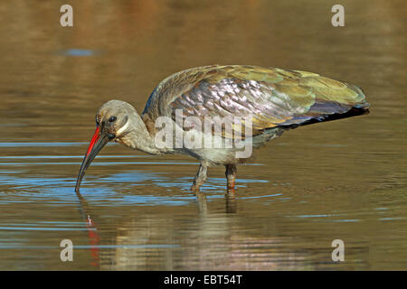 Hadeda Ibis (Bostrychia hagedash, Hagedashia hagedash), searching food in shallow water, South Africa, Krueger National Park Stock Photo