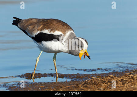 yellow-wattled lapwing (Vanellus malabaricus), looking for food at a water shore, South Africa, Krueger National Park Stock Photo