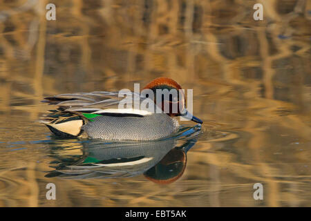 green-winged teal (Anas crecca), male swimmiing on the water, Germany, Rhineland-Palatinate Stock Photo