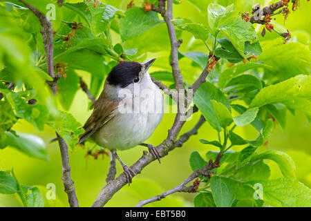 blackcap (Sylvia atricapilla), male sitting on a twig, Germany, Rhineland-Palatinate Stock Photo