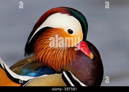 mandarin duck (Aix galericulata), male, portrait, Germany, Baden-Wuerttemberg Stock Photo
