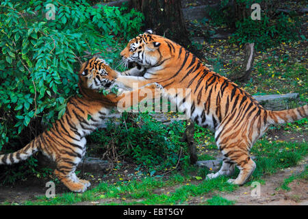 Siberian tiger, Amurian tiger (Panthera tigris altaica), two tussling tigers Stock Photo