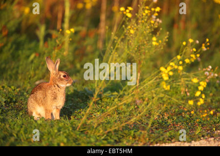Wild Rabbit In Meadow wild rabbits sitting on a meadow in the City of Munich Germany Stock ...