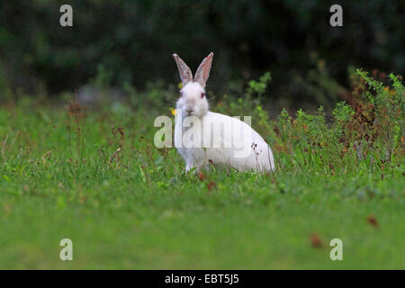 European rabbit (Oryctolagus cuniculus), albino feeding Stock Photo - Alamy