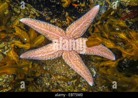 common starfish, common European seastar (Asterias rubens), between seaweeds in shallow water, Norway, Nordland Stock Photo