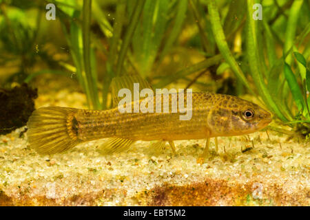 eastern mudminnow (Umbra pygmaea), mudminnow, side view Stock Photo