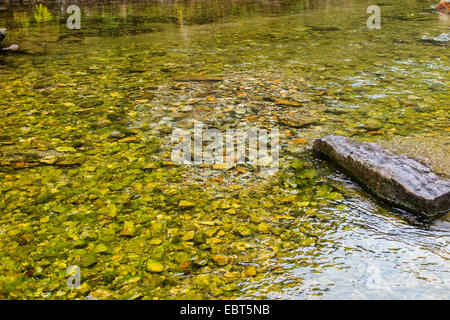 Atlantic salmon, ouananiche, lake Atlantic salmon, landlocked salmon, Sebago salmon (Salmo salar), spawning pit in a clear water river, Norway, Nordland, Glomelva Stock Photo