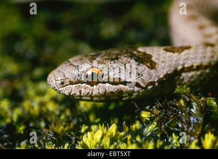 smooth snake (Coronella austriaca), portrait, Germany Stock Photo