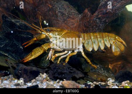 long-clawed crayfish (Astacus leptodactylus), female, abdomen with eggs Stock Photo