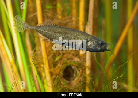 Nine-spined stickleback (Pungitius pungitius), male in front of the nest Stock Photo