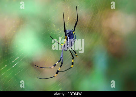 silk spider (Nephila spec.), silk spider in the web, South Africa Stock Photo