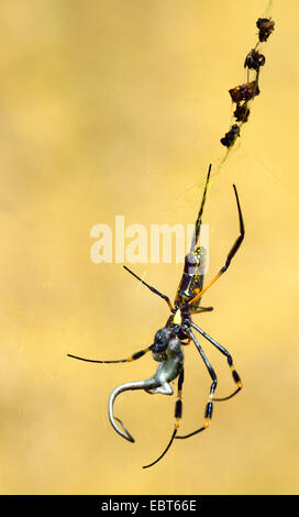 silk spider (Nephila spec), silk spider feeding on a young lizard, South Africa Stock Photo