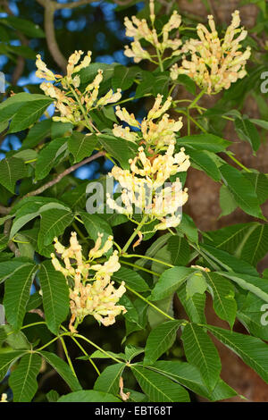 yellow buckeye (Aesculus flava, Aesculus octandra), blooming Stock Photo