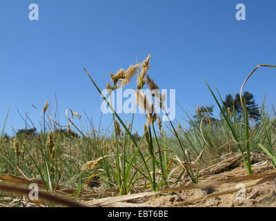 sand sedge (Carex arenaria), blooming, Germany, North Rhine-Westphalia Stock Photo