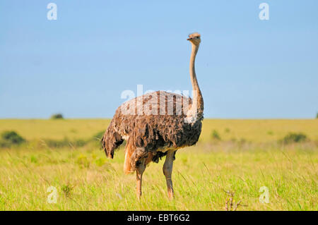 Southern ostrich (Struthio camelus australis, Struthio australis), female in savannah, South Africa, Addo Elephant National Park Stock Photo