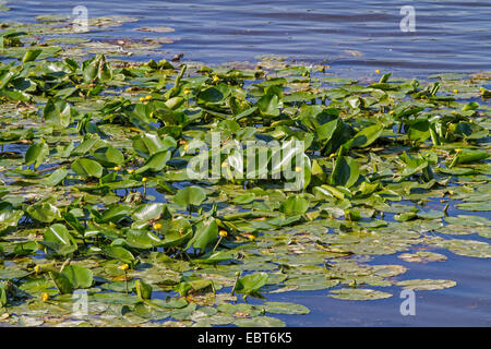 European yellow pond-lily, yellow water-lily (Nuphar lutea), blooming on a lake, Germany, Bavaria, Lake Chiemsee Stock Photo