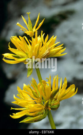 Great Yellow Gentian (Gentiana lutea), inflorescence, Germany Stock Photo