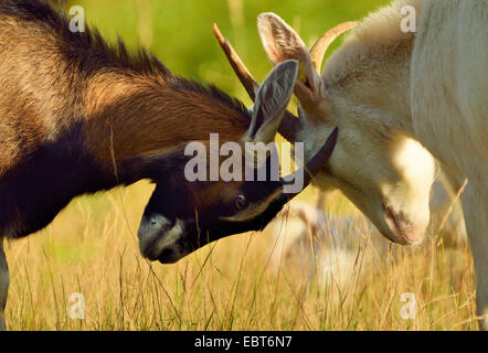 Deutsche Edelziege (Capra hircus, Capra aegagrus f. hircus), two goats playing with each other, Germany, North Rhine-Westphalia, Wahner Heide Stock Photo