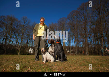 German Short-haired Pointing Dog (Canis lupus f. familiaris), German Short-haired Pointing DogJack Russell Terrier Stock Photo