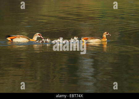 Egyptian goose (Alopochen aegyptiacus), parents with six chicks, Germany Stock Photo