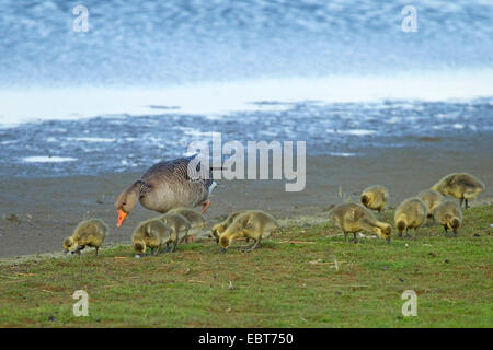 greylag goose (Anser anser), with chicks grazing on waterside, Germany Stock Photo