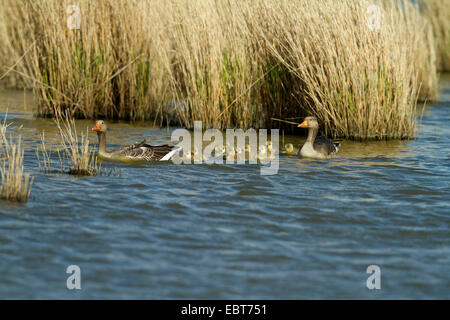 greylag goose (Anser anser), pair with chicks, Germany Stock Photo
