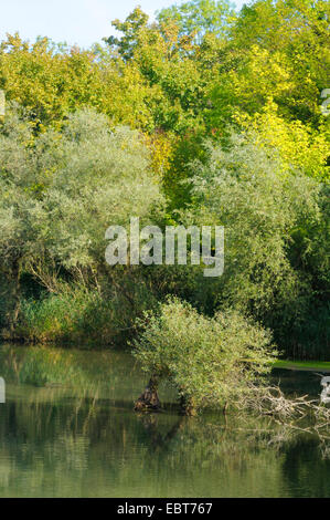 White willow (Salix alba), river flood plains of Rhine river, France Stock Photo