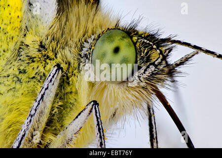 large white (Pieris brassicae), portrait, Germany, Mecklenburg-Western Pomerania Stock Photo