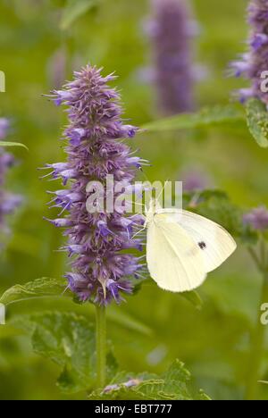 Anise hyssop, Blue giant hyssop (Agastache foeniculum, Agastache anethiodora, Agastache anisata, Stachys foeniculum), with Small white, Pieris rapae, Germany Stock Photo