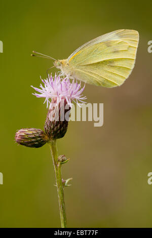 Small white, Cabbage butterfly, Imported cabbageworm (Pieris rapae, Artogeia rapae), on the flower head of a thistle, Germany, Thueringen