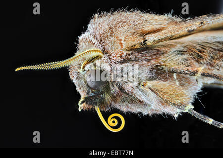 Hebrew character (Orthosia gothica), male, macro shot of the head with sucker, sideview Stock Photo