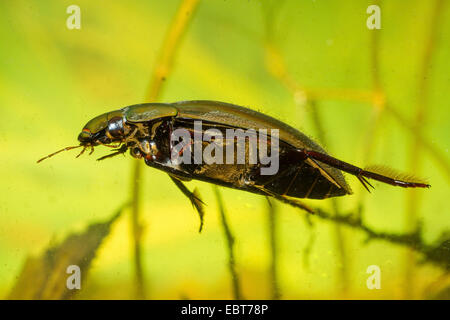 Greater silver beetle, Great black water beetle, Great silver water beetle, Diving water beetle (Hydrophilus piceus, Hydrous piceus), female, swimming, Germany Stock Photo