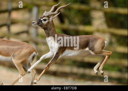 blackbuck (Antilope cervicapra), male jumping Stock Photo