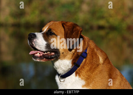 Appenzell Cattle Dog (Canis lupus f. familiaris), portrait of mixed breed dog Stock Photo